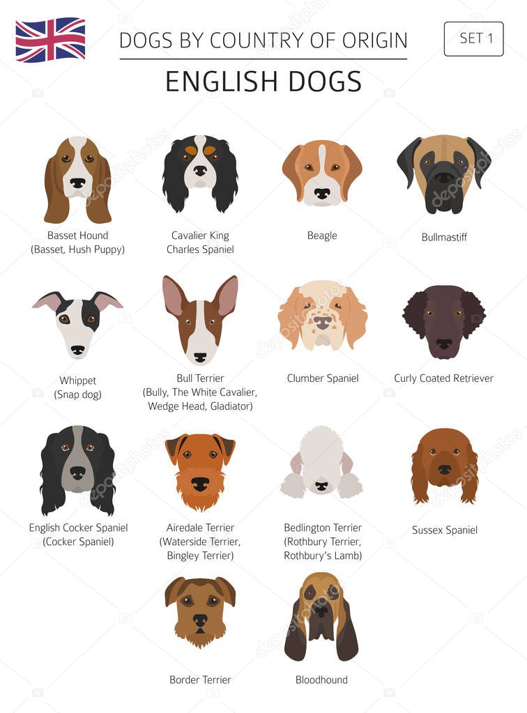 Dogs by country of origin. English dog breeds. Infographic templ