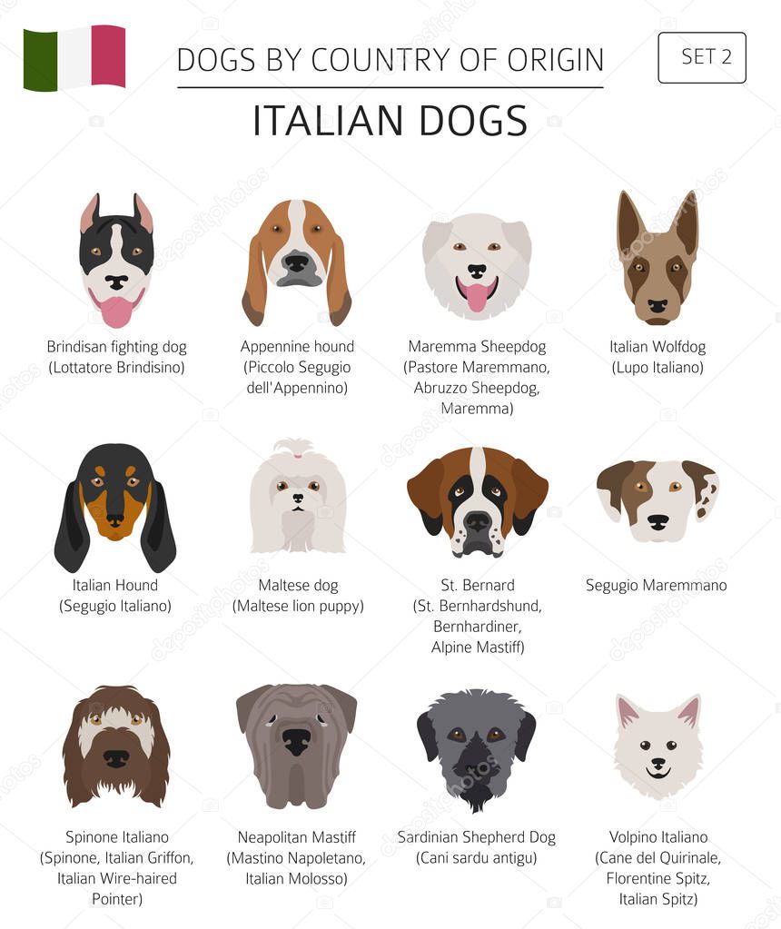 Dogs by country of origin. Italian dog breeds. Infographic templ