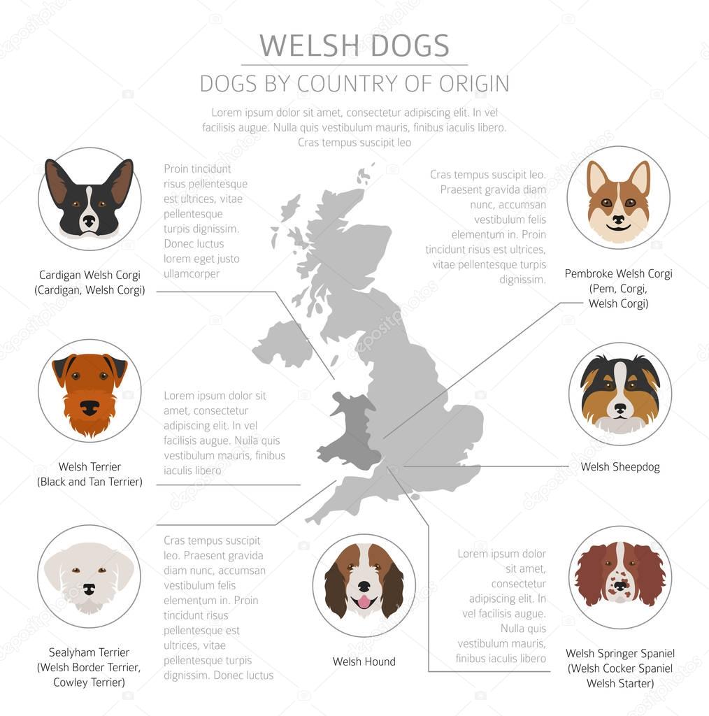 Dogs by country of origin. Walsh dog breeds. Infographic templat
