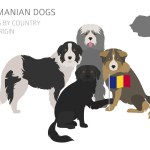 Dogs by country of Romanian dog Infographic temp