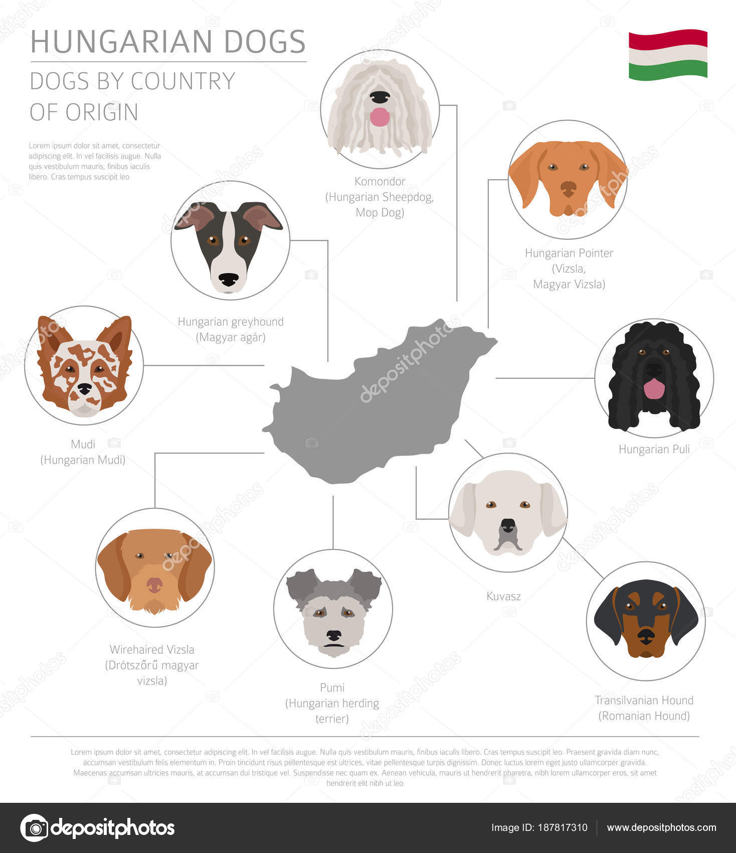 Dogs by country of origin. Hungarian dog breeds. Infographic tem Stock