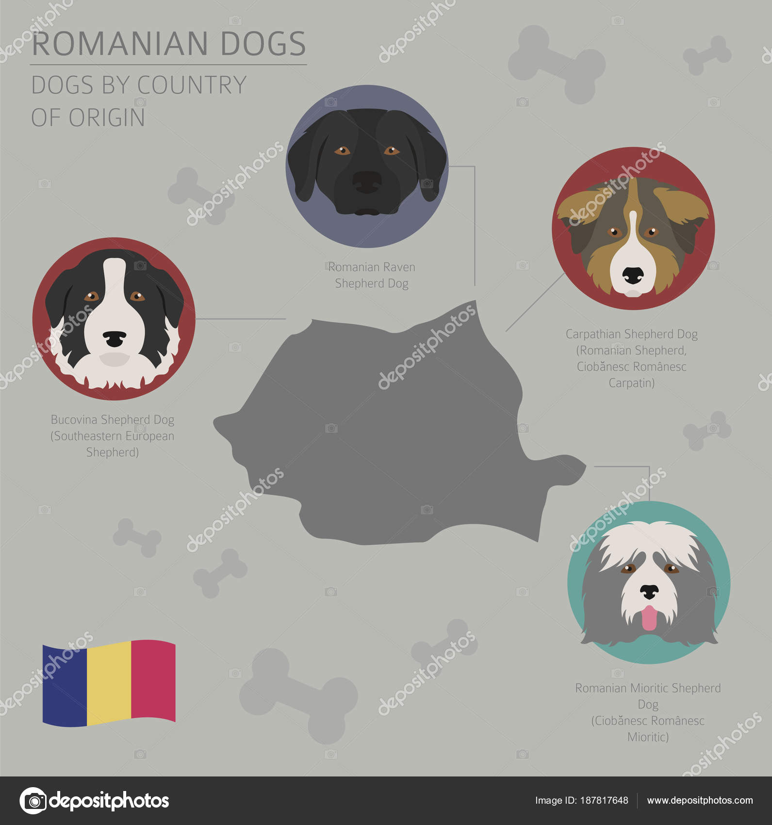 Dogs By Country Of Origin Romanian Dog Breeds Infographic Temp Stock Vector C A7880s 187817648