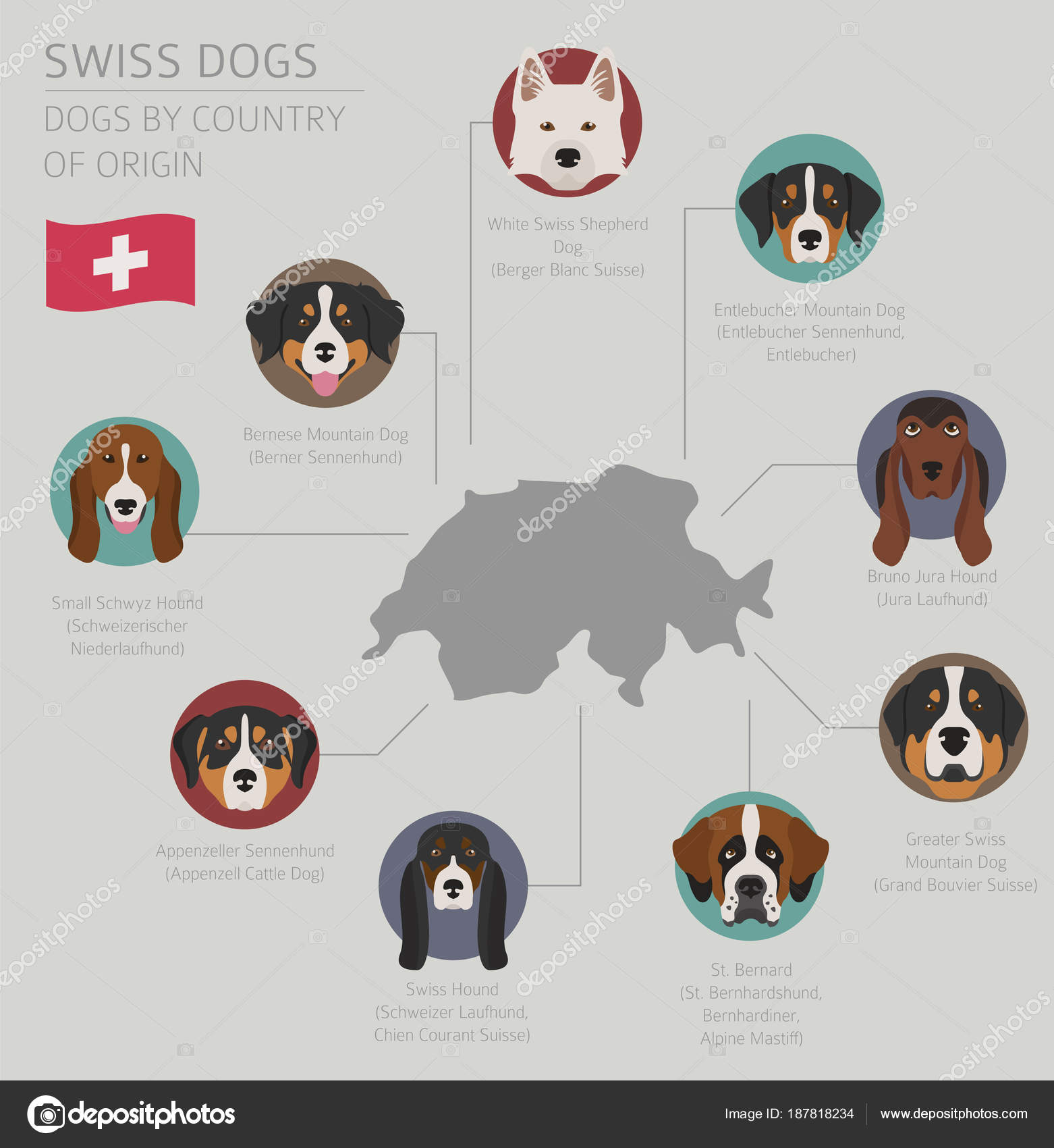 Chiens Par Pays Dorigine Races De Chiens Suisses Toupille