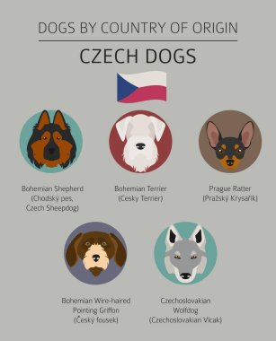 Ülke-in başlangıç köpekler. Çek köpek ırkları. Infographic templat