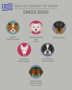 Ülke-in başlangıç köpekler. Yunan köpek ırkları. Infographic templat