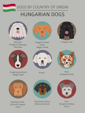 Ülke-in başlangıç köpekler. Macar köpek ırkları. Infographic tem