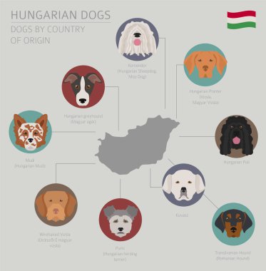 Ülke-in başlangıç köpekler. Macar köpek ırkları. Infographic tem