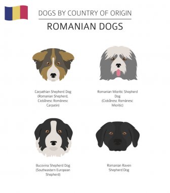 Ülke-in başlangıç köpekler. Romen köpek ırkları. Infographic temp