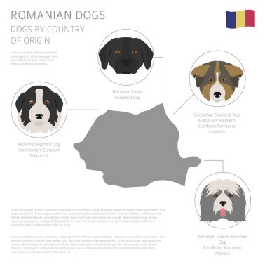 Ülke-in başlangıç köpekler. Romen köpek ırkları. Infographic temp
