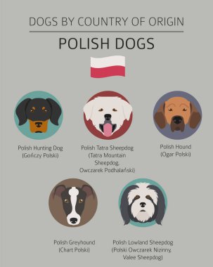 Ülke-in başlangıç köpekler. Köpek doğurmak Lehçe. Infographic templa