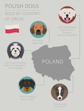 Ülke-in başlangıç köpekler. Köpek doğurmak Lehçe. Infographic templa