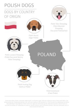 Ülke-in başlangıç köpekler. Köpek doğurmak Lehçe. Infographic templa