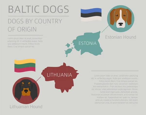 Dogs by country of origin. Baltic dog breeds. Infographic templa — Stock Vector