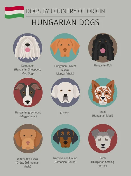 Psy według kraju pochodzenia. Węgierski pies płodzi. Tem Infografika — Wektor stockowy