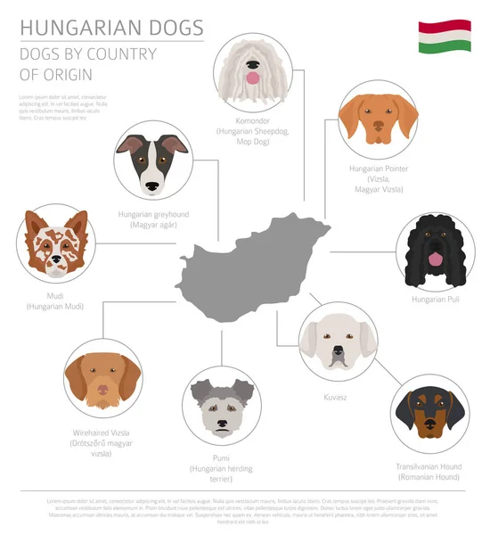 Psi podle země původu. Maďarské plemena psů. Infografika tem — Stockový vektor