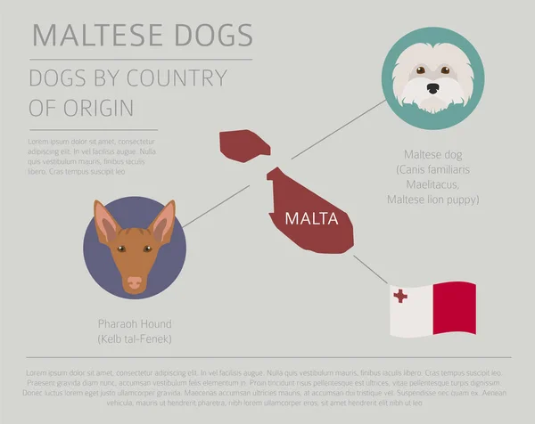 Cães por país de origem. Raças de cães malteses. Infográfico templ — Vetor de Stock