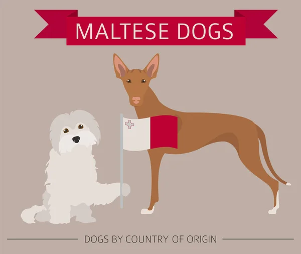 Cães por país de origem. Raças de cães malteses. Infográfico templ — Vetor de Stock
