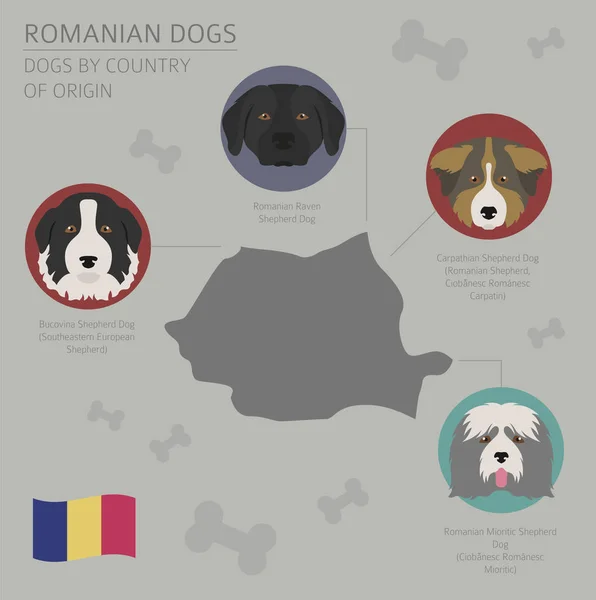 Dogs by country of origin. Romanian dog breeds. Infographic temp — Stock Vector