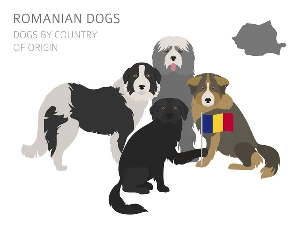 Kutyák származási ország szerint. Román kutya tenyészt. Infographic temp — Stock Vector
