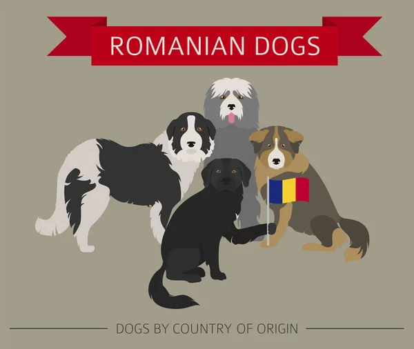 Honden per land van herkomst. Roemeense rassen. Infographic temp — Stockvector