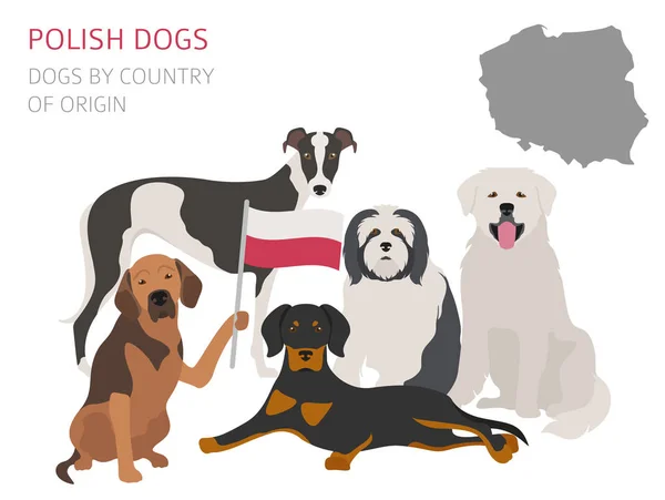 Kutyák származási ország szerint. Lengyel kutya tenyészt. Infographic templa — Stock Vector