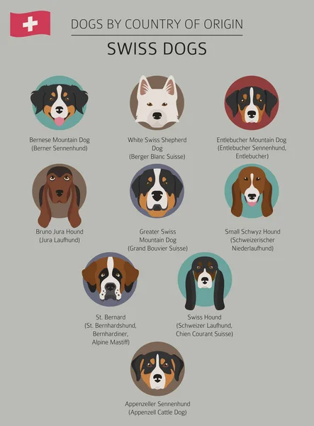 Cani per paese di origine. Razze di cani svizzeri. Modello infografico — Vettoriale Stock