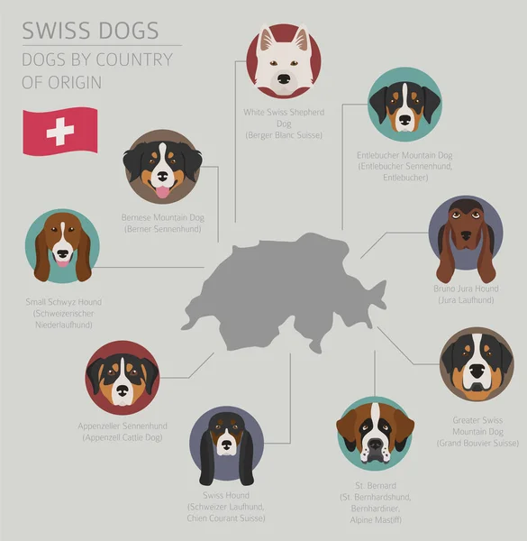 Cães por país de origem. Raças de cães suíços. Modelo infográfico —  Vetores de Stock