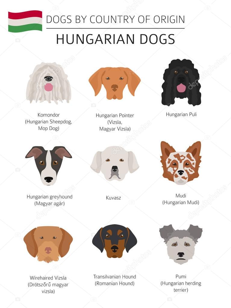 Dogs by country of origin. Hungarian dog breeds. Infographic tem