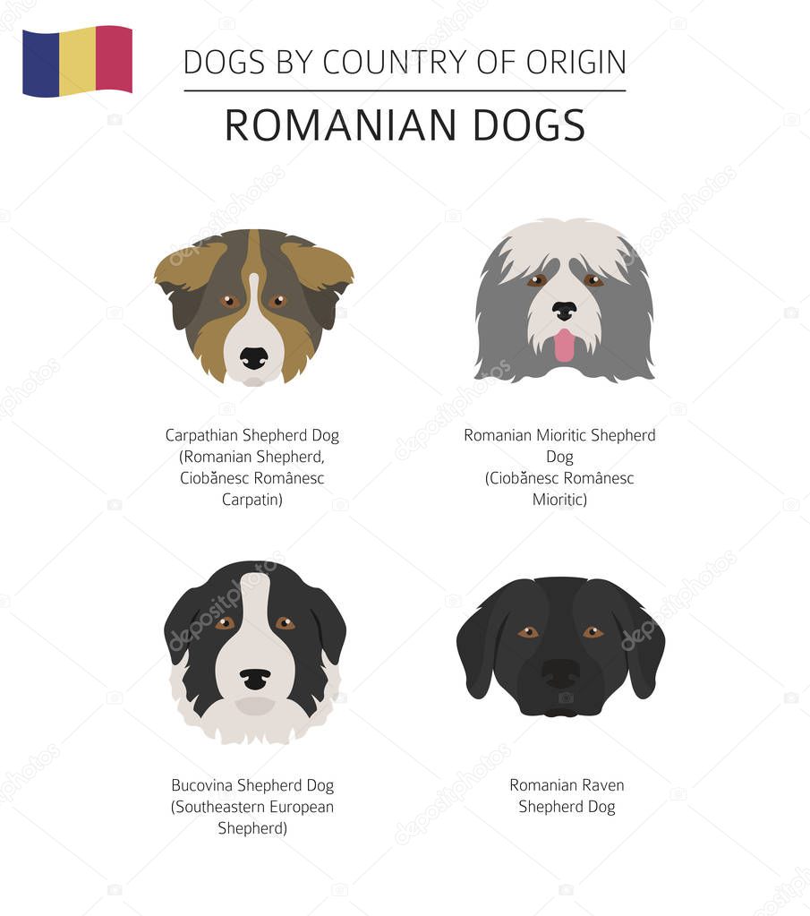 Dogs by country of origin. Romanian dog breeds. Infographic temp