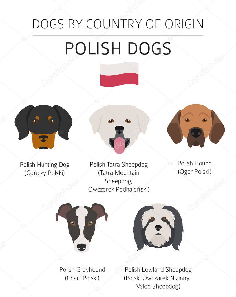 Dogs by country of origin. Polish dog breeds. Infographic templa