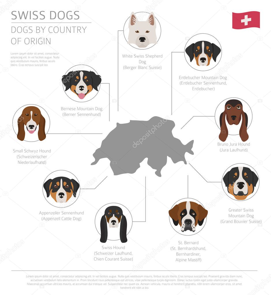 Dogs by country of origin. Swiss dog breeds. Infographic templat