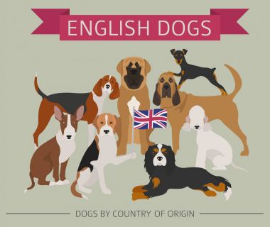 Ülke-in başlangıç köpekler. İngilizce doğurmak köpek. Infographic depo