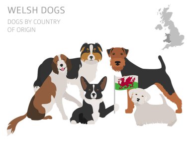 Ülke-in başlangıç köpekler. Walsh köpek ırkları. Infographic templat