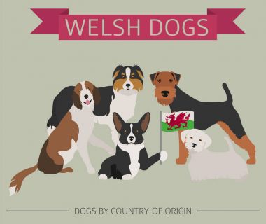 Ülke-in başlangıç köpekler. Walsh köpek ırkları. Infographic templat