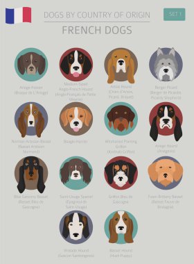 Ülke-in başlangıç köpekler. Fransızca doğurmak köpek. Infographic templa