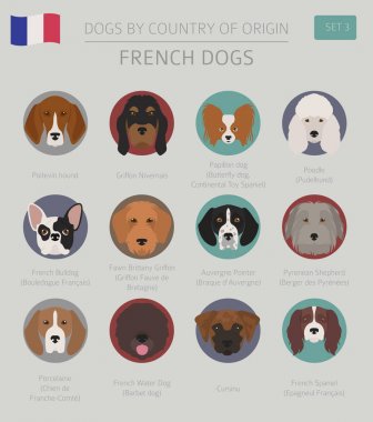 Ülke-in başlangıç köpekler. Fransızca doğurmak köpek. Infographic templa