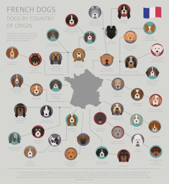 Ülke-in başlangıç köpekler. Fransızca doğurmak köpek. Infographic templa