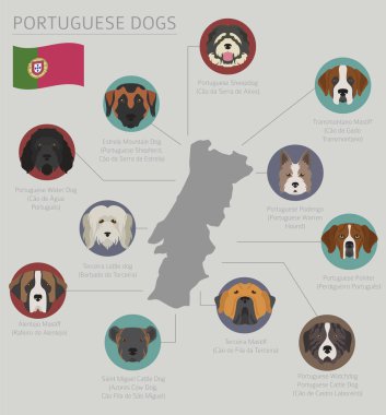 Ülke-in başlangıç köpekler. Portekizce doğurmak köpek. Infographic te