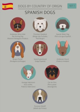Ülke-in başlangıç köpekler. İspanyol doğurmak köpek. Infographic depo