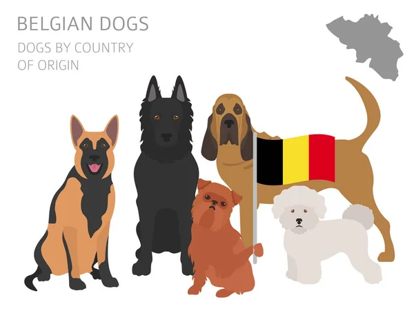 Собаки по странам происхождения. Бельгийские породы собак. Инфографический темпль — стоковый вектор