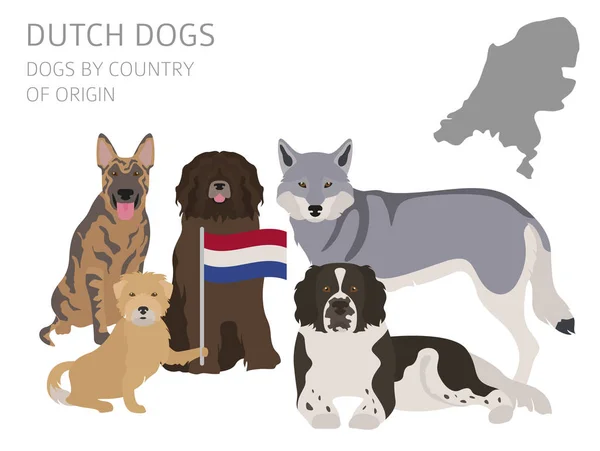 Chiens par pays d'origine. Néerlandais (Hollande) races de chiens. Infographie — Image vectorielle