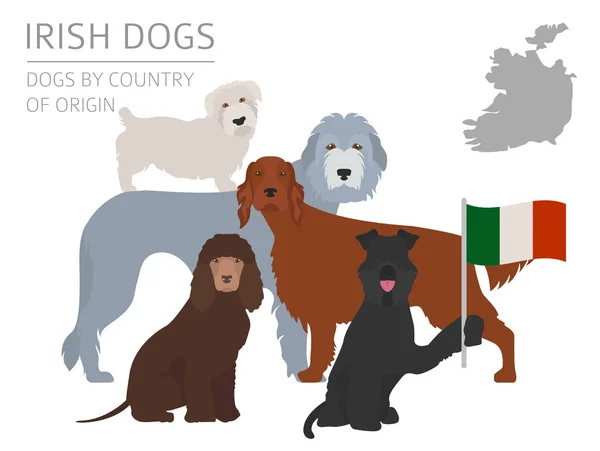 Cães por país de origem. Raças de cães irlandeses. Modelo infográfico —  Vetores de Stock