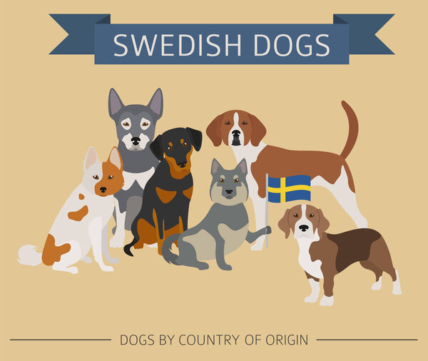 Dogs by country of origin. Swedish dog breeds. Infographic templ