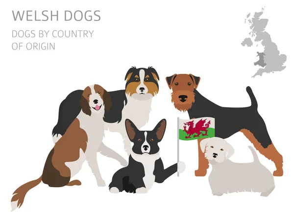 Perros por país de origen. Las razas de perros Walsh. Plantilla infográfica — Vector de stock