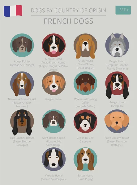 Perros por país de origen. Razas de perros franceses. Infografía templa — Vector de stock