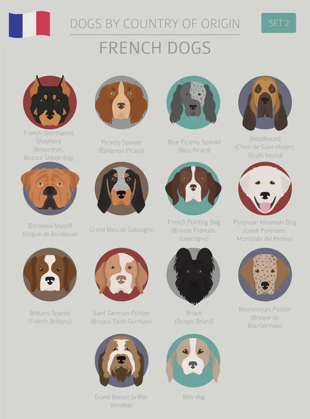 Cães por país de origem. Raças de cães franceses. Templa infográfico —  Vetores de Stock