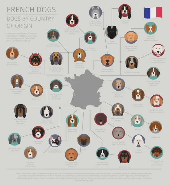 Hunde nach Herkunftsland. Französische Hunderassen. infografische Tempelanlage — Stockvektor