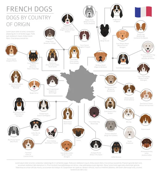 Cães por país de origem. Raças de cães franceses. Templa infográfico —  Vetores de Stock