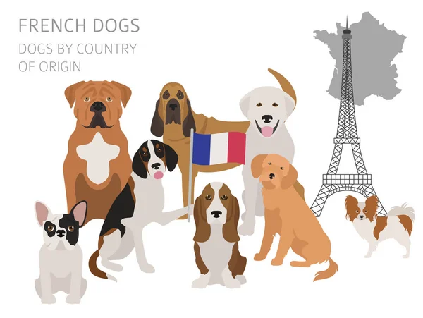 Hunde nach Herkunftsland. Französische Hunderassen. infografische Tempelanlage — Stockvektor