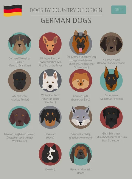 Chiens par pays d'origine. races de chiens allemands. Templa infographique — Image vectorielle